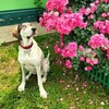 Логотип телеграм канала @sobaki_vdar_rulyat — Собаки в дар рулят 🐶