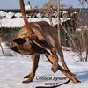 Логотип телеграм канала @sobakilutsheznaut — Собаки лучше знают!