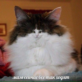 Логотип телеграм канала @socialbunny — socialbunny