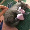 Logo of telegram channel socutepets — Aww Cute