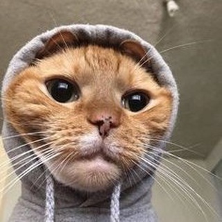 Логотип телеграм канала @sohra_ni — с о х р ы🥵