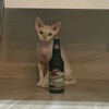 Логотип телеграм канала @sokliman — а почему сокли?