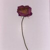 Логотип телеграм канала @solnwki — M (misc.)
