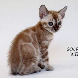 Логотип телеграм канала @solroyals — SolRoyals bengal cattery💞