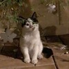 Логотип телеграм канала @soltinma — соль на раны.
