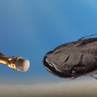 Лагатып тэлеграм-канала som_semen — Сом Семён