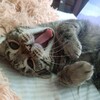 Логотип телеграм канала @sonarsellerbb — COS SHOP