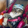 Логотип телеграм канала @sonik_cat_meow — Sonik_cat_meow