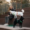 Логотип телеграм канала @sonya_about_dogs — Шерстяные бандитники