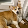 Логотип телеграм канала @sonyawalls — Соня подпирает стены