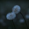 Логотип телеграм канала @sonypainter — Spectrum of Moments