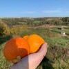 Логотип телеграм канала @soroksotok — 40 соток Текстиль для красивой загородной жизни.