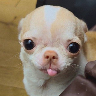 Логотип телеграм канала @sosiska2995 — Sosiska