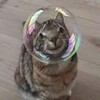 Логотип телеграм канала @sosixyiaaaa — Подслушка хбк косплееры