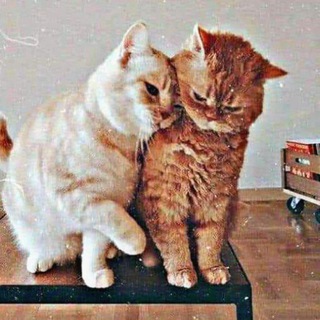 لوگوی کانال تلگرام soso_hamada16 — ٳمْ ٳلہسہوٌسہ،💤🌿،!