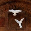 Logo of telegram channel soull24 — 𝑀𝑦 𝑆𝑜𝑢𝑙🕊