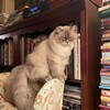 Логотип телеграм канала @soulwhispers_h — soul whispers