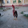 Telegram channel Soyib Xorozlari 998996025992)( 998996005992 logo