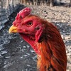 Telegram kanalining logotibi soyibjon_tv — 🇺🇿🦅Soyibjon xoʻrozlari🦅🇺🇿