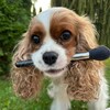 Telegram channel Кавалерия🐶 logo