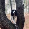 Логотип телеграм канала @spanielgreta — гренка