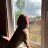 Логотип телеграм канала @spaniellayma — Спаниель?или нет?