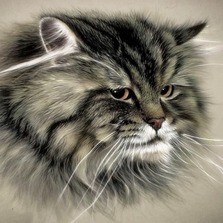 Логотип телеграм канала @sparkheartsib — Питомник кошек Spark Heart🐱