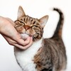 Logo of telegram channel sparkme_cats — Sparkme_cats