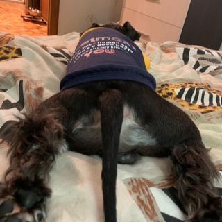 Логотип телеграм канала @spart_schnauzer — spart_schnauzer