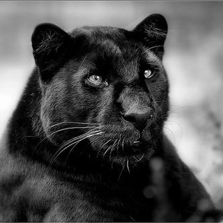 Логотип телеграм канала @spbets2013 — Successful and Profitable BETS🐾