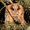 Логотип телеграм канала @spbirdy — #SPbirdy - о птичках и других животных