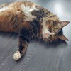 Логотип телеграм канала @spbstreetcats — КОТриархат 🐈‍⬛️