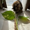 Логотип телеграм канала @sphagnum_plants — Sphagnum.plants
