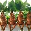 Логотип телеграм канала @sphinxpetbullbog — 🌿🌸🪴"ЭКЗОТИКА ДВ"🪴🌸🌿watsapp: 89146951045