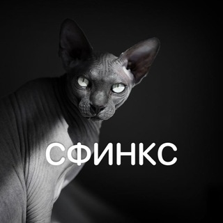 Логотип телеграм канала @sphynx_ru — КОШКИ СФИНКС 💜