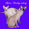 Логотип телеграм канала @sphynxspace — Сфинксы Sphynxspace Питомник сфинксов Sphynx Cats