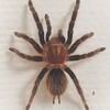 Логотип телеграм канала @spiderandbird — Пауки птицееды и другие