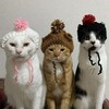 የቴሌግራም ቻናል አርማ spiritual_pdf — Gatos Sin Control