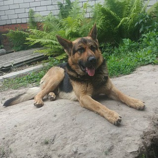 Логотип телеграм канала @spletnidogtok — SpletniDogTok (SDT/СДТ)