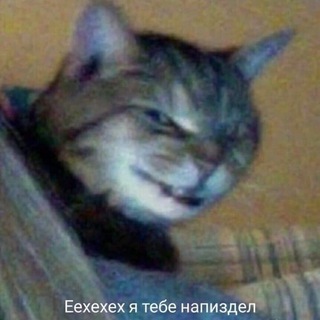 Логотип телеграм канала @srenkcats — СРУЩИЕ КОТЫ