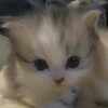 Логотип телеграм канала @sriptyotfuntika — Обмен Скинов на X2