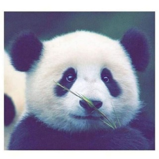 لوگوی کانال تلگرام ss5053 — بــانـــدا.'🖤🐼