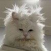 Логотип телеграм канала @ss_sennya — sennya