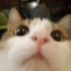 Логотип телеграм канала @sshcat — картон тут 🌸