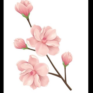 لوگوی کانال تلگرام ssogollchannel — سوگلــ🌸ــى