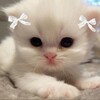 Логотип телеграм канала @ssonary — free kitten