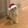 Логотип телеграм канала @sssmokingkills — 🎄Дым от сигарет🎄