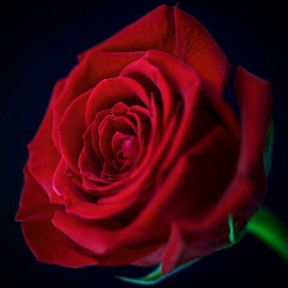 لوگوی کانال تلگرام sssssssuuuu — 💜نور الحياة 💜🌹