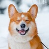 Логотип телеграм канала @ssu_vet_tomsk — Ветеринарная клиника «Сами с усами» Томск
