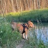 Логотип телеграм канала @stafamigos — Динозавриус Амиго🦖❤️‍🩹